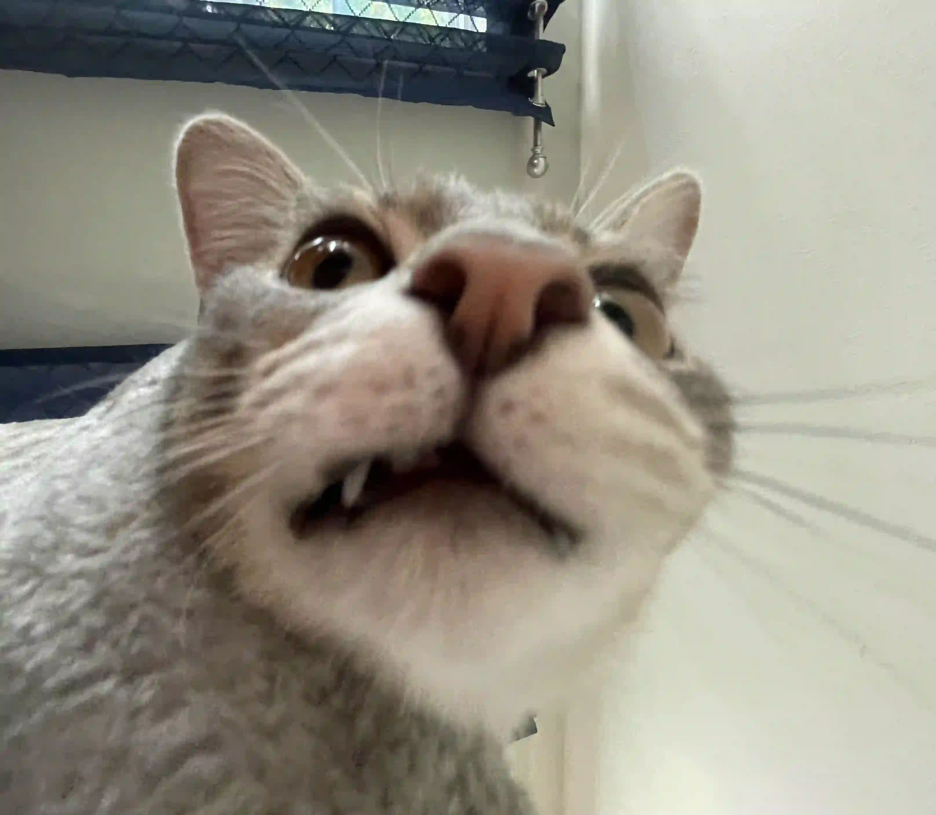 a wide lense image of a grey and white cat's head with one canine showing. They are laying on their side on a cat tree